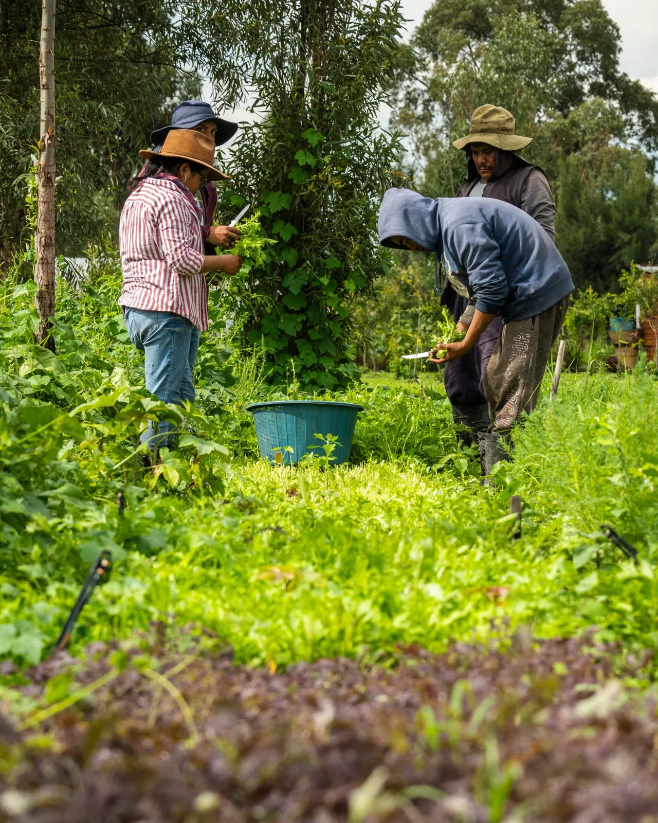 Los Jardines Flotantes: Xochimilco más allá de las balsas de fiesta